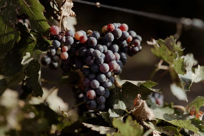 casamiento en mendoza 4003-Pre-Ceremonia033